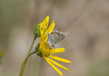 Karner Blue MG0672.jpg