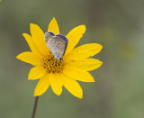 Karner Blue MG1741.jpg