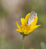 Karner Blue MG1794.jpg
