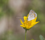 Karner Blue MG1795.jpg