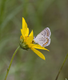 Karner Blue MG1924.jpg