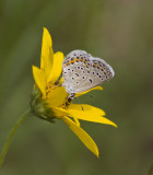 Karner Blue MG1930.jpg
