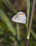Karner Blue MG2312.jpg