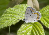 Karner Blue MG2877.jpg