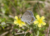 Karner Blue MG9075.jpg