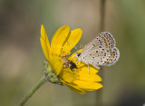Karner Blue MG9478.jpg