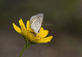 Karner Blue MG9517.jpg