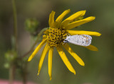 Karner Blue MG0634.jpg