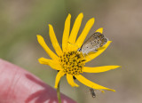 Karner Blue MG0665.jpg