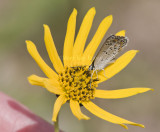 Karner Blue MG0666.jpg