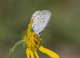 Karner Blue MG0599.jpg