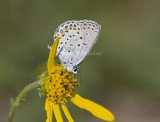 Karner Blue MG0600.jpg