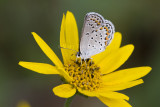 Karner Blue MG1840.jpg
