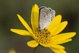 Karner Blue MG1849.jpg