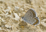 Karner Blue MG2728.jpg