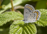 Karner Blue MG2865.jpg