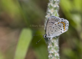 Karner Blue MG8996.jpg
