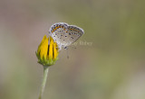 Karner Blue MG9319.jpg