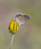 Karner Blue MG9321.jpg