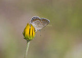 Karner Blue MG9323.jpg