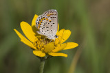 Karner Blue MG9366.jpg