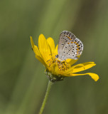 Karner Blue MG9381.jpg