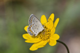 Karner Blue MG9427.jpg
