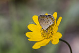 Karner Blue MG9428.jpg