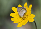 Karner Blue MG9460.jpg