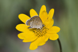 Karner Blue MG9466.jpg