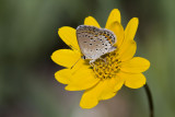 Karner Blue MG9473.jpg