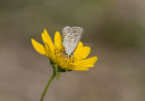 Karner Blue MG9545.jpg