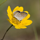 Karner Blue MG9564.jpg