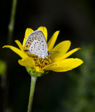 Karner Blue MG9741.jpg