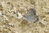 Karner Blue MG2716.jpg
