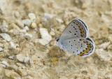 Karner Blue MG2717.jpg