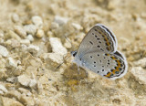 Karner Blue MG2722.jpg