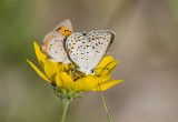 Karner Blue & American Copper MG9404.jpg