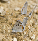 Karner Blue & Eastern Tailed-blue MG2772.jpg
