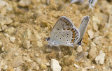 Karner Blue & Eastern Tailed-blue MG2773.jpg