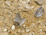 Karner Blue & Eastern Tailed-blue MG2778.jpg