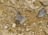 Karner Blue & Eastern Tailed-blue MG2779.jpg