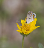 Karner Blue MG1789.jpg