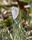 Karner Blue MG2510.jpg
