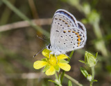 Karner Blue MG9086.jpg