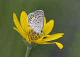Karner Blue MG9413.jpg