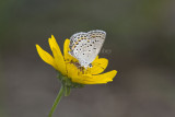 Karner Blue MG9501.jpg