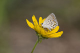 Karner Blue MG9513.jpg