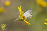 Karner Blue MG9537.jpg