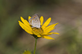 Karner Blue MG9603.jpg